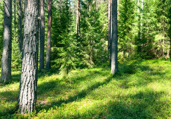 Schutz der Umwelt